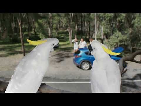 RACQ Roadside Assistance - Cockatoos