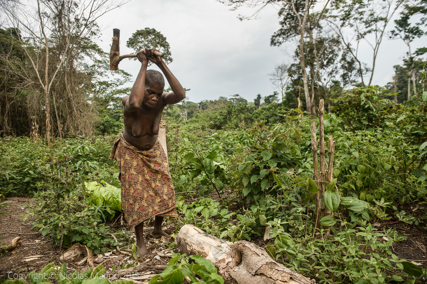 Life in the equatorial rainforest. The Bayaka Pygmys. Central African Republic