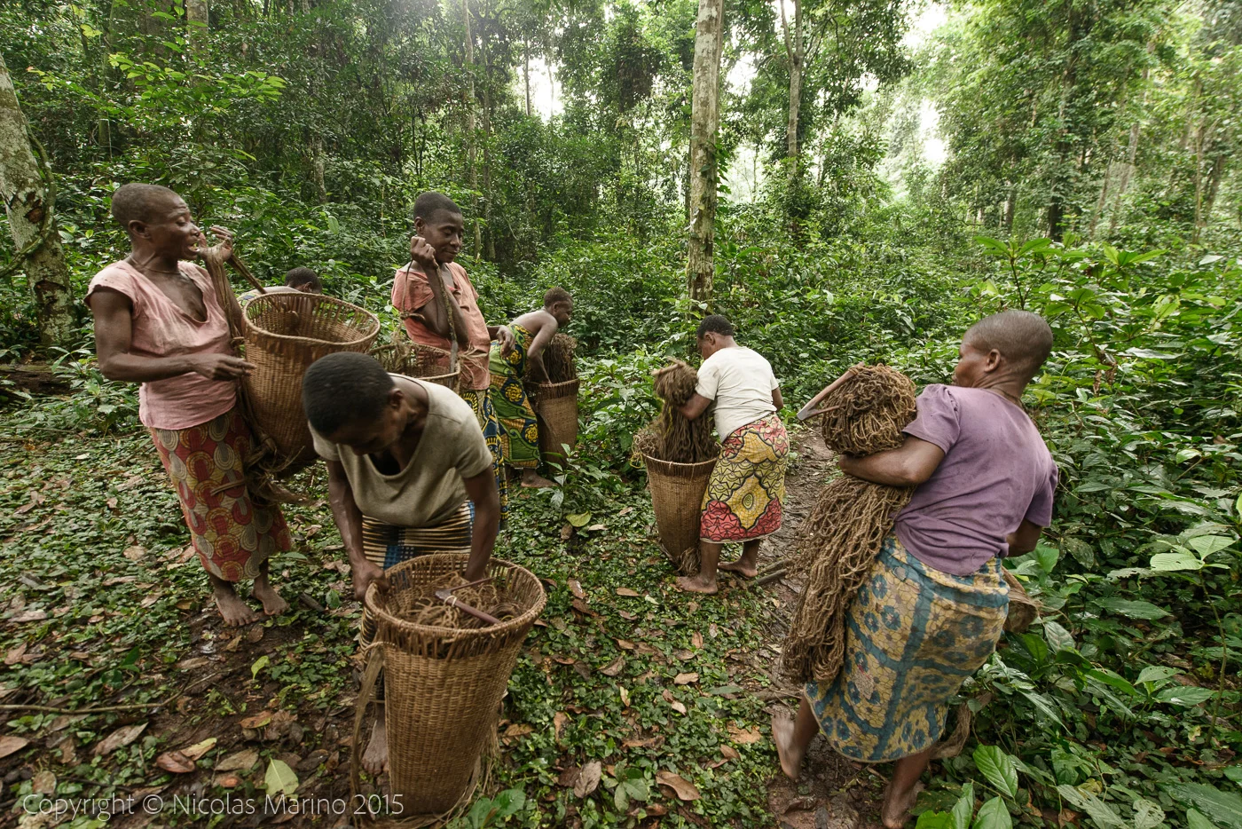 Life in the equatorial rainforest. The Bayaka Pygmys. Central African Republic