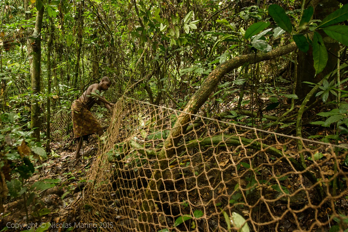 Life in the equatorial rainforest. The Bayaka Pygmys. Central African Republic