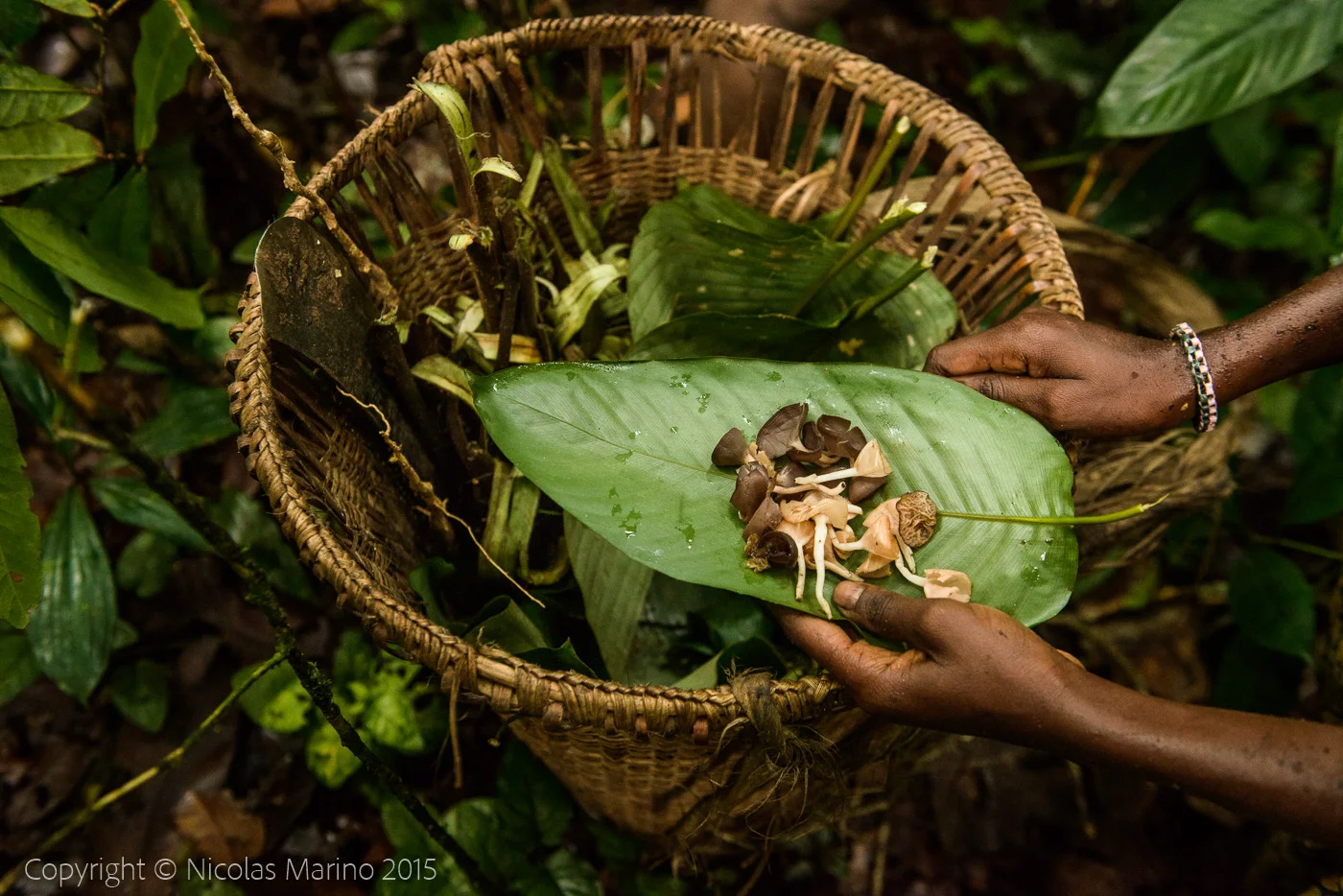 Life in the equatorial rainforest. The Bayaka Pygmys. Central African Republic