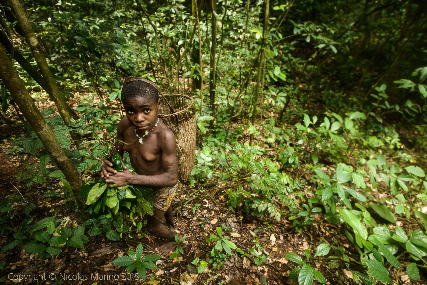 Life in the equatorial rainforest. The Bayaka Pygmys. Central African Republic