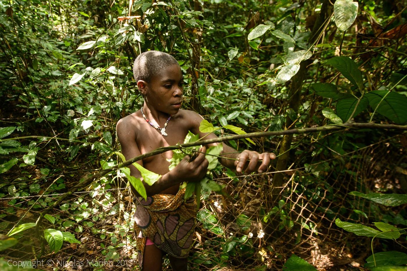 Life in the equatorial rainforest. The Bayaka Pygmys. Central African Republic