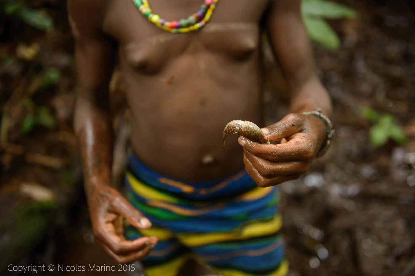 Life in the equatorial rainforest. The Bayaka Pygmys. Central African Republic