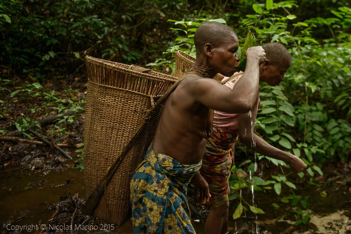 Life in the equatorial rainforest. The Bayaka Pygmys. Central African Republic