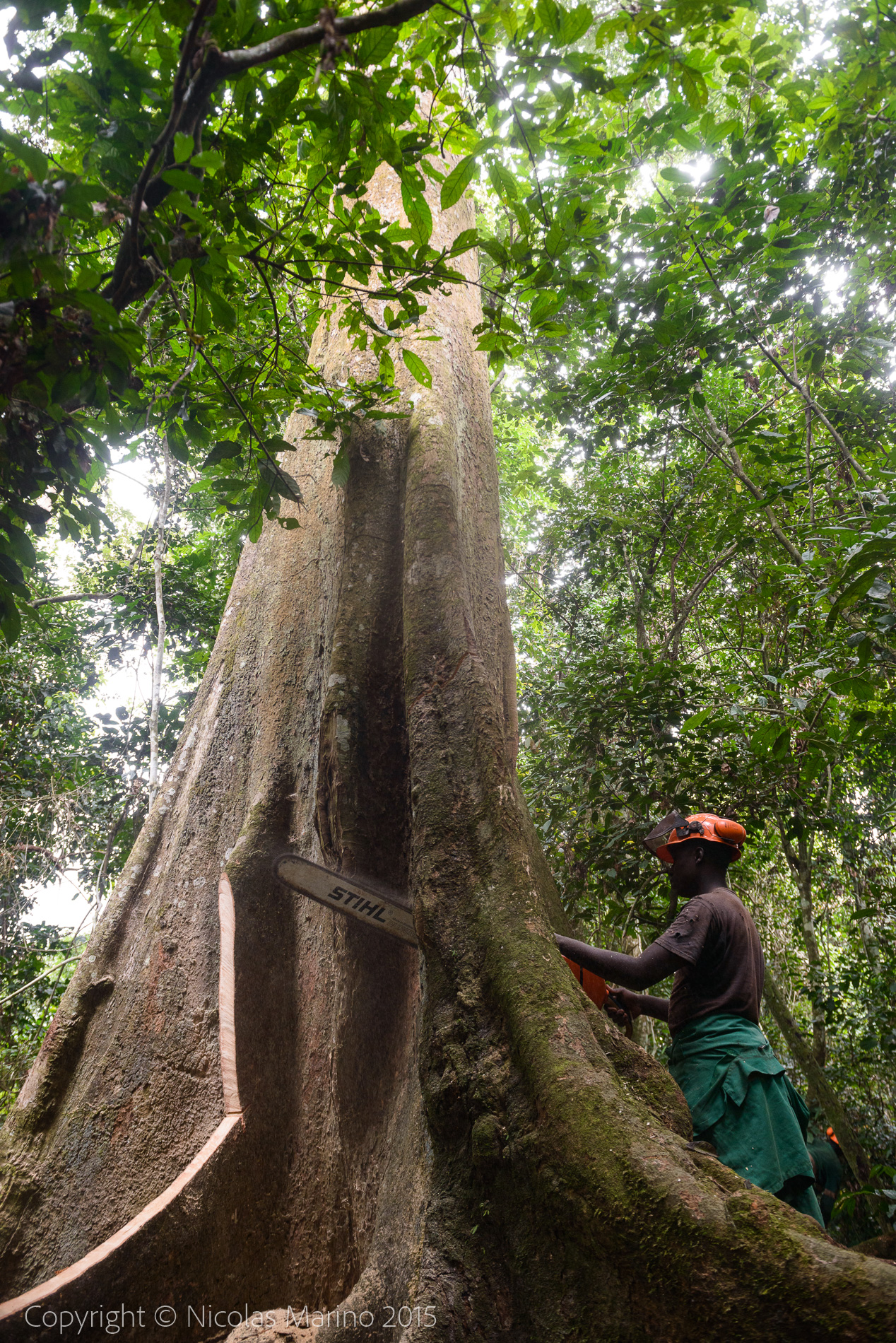 sustainable logging in the equatorial rainforest. Cameroon