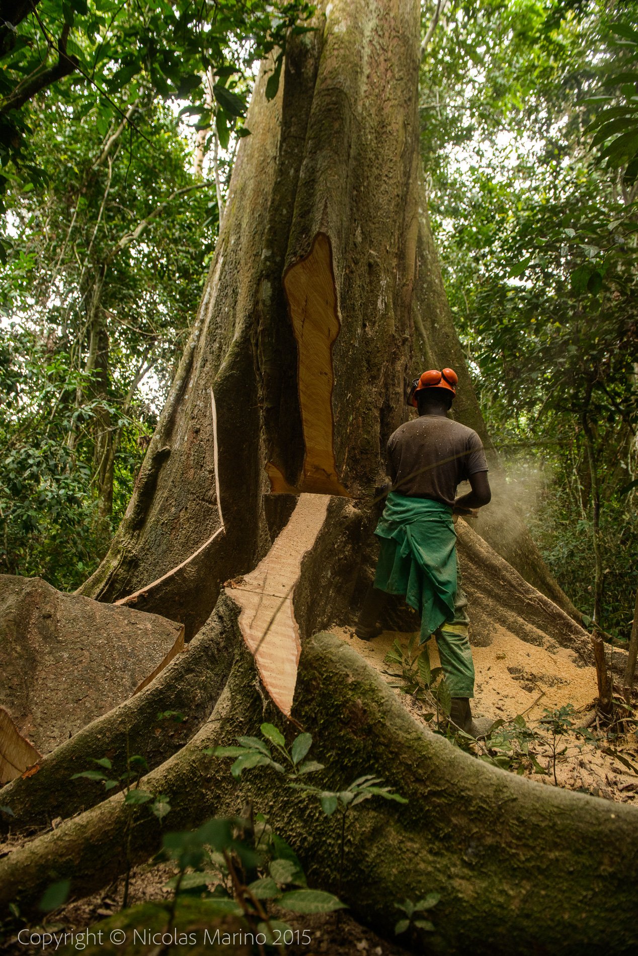 sustainable logging in the equatorial rainforest. Cameroon