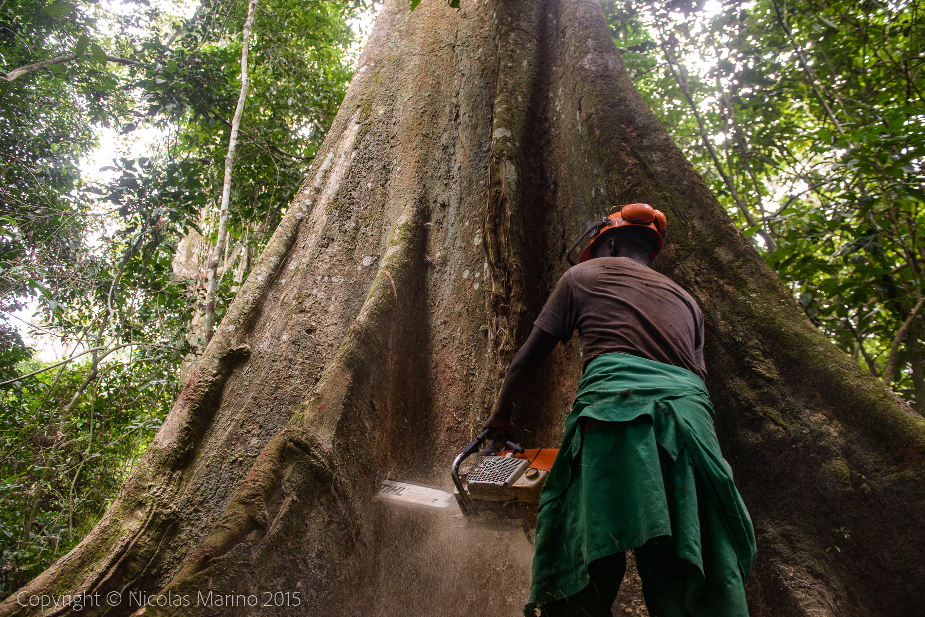 sustainable logging in the equatorial rainforest. Cameroon