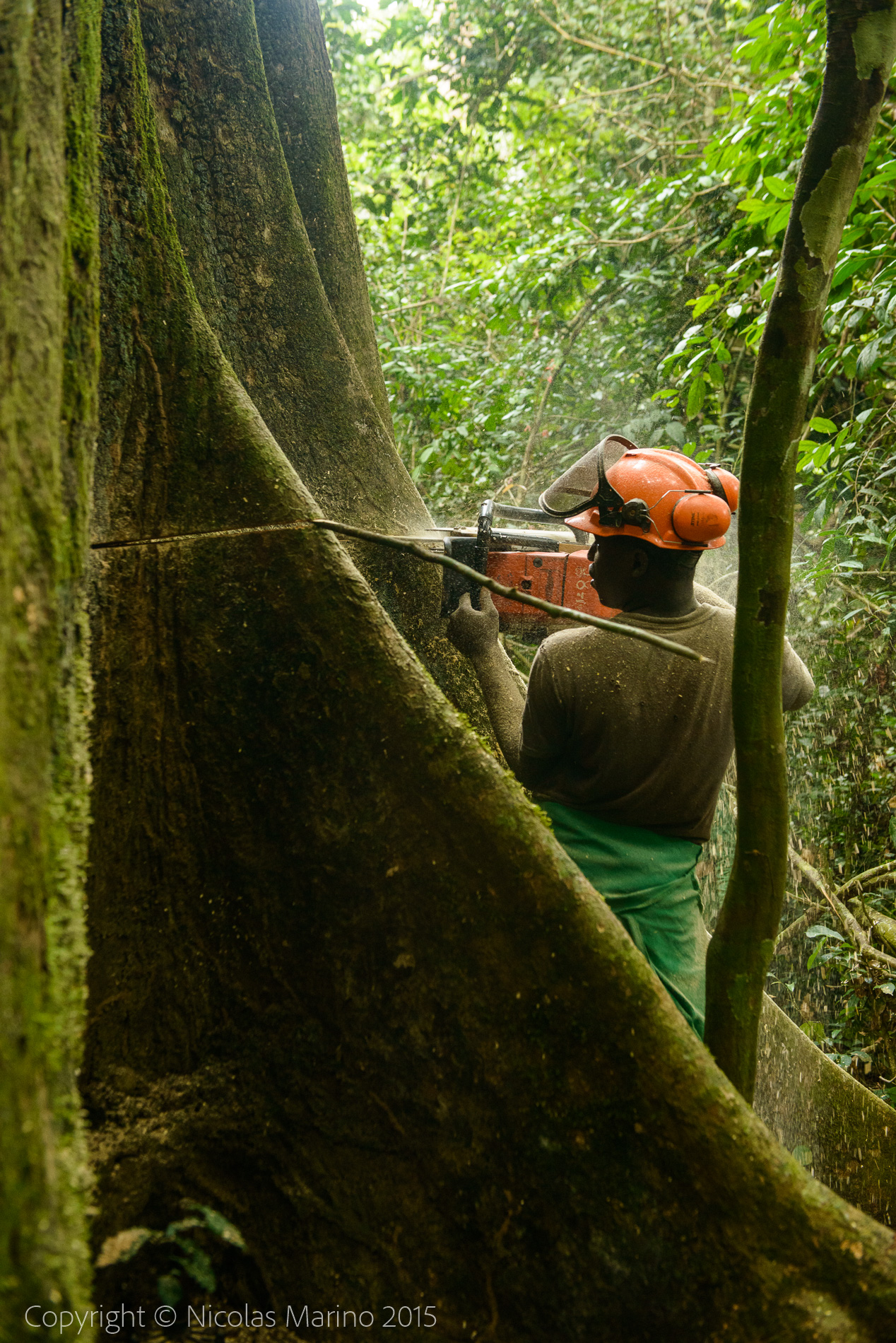 sustainable logging in the equatorial rainforest. Cameroon