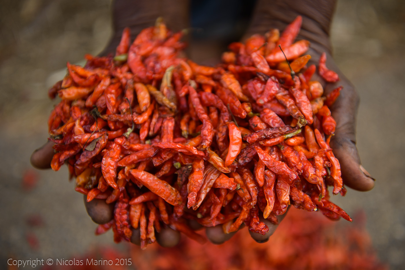 Drying and collecting red peppers. Nigerian countryside