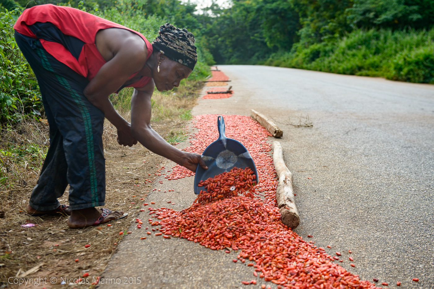 Drying and collecting red peppers. Nigerian countryside