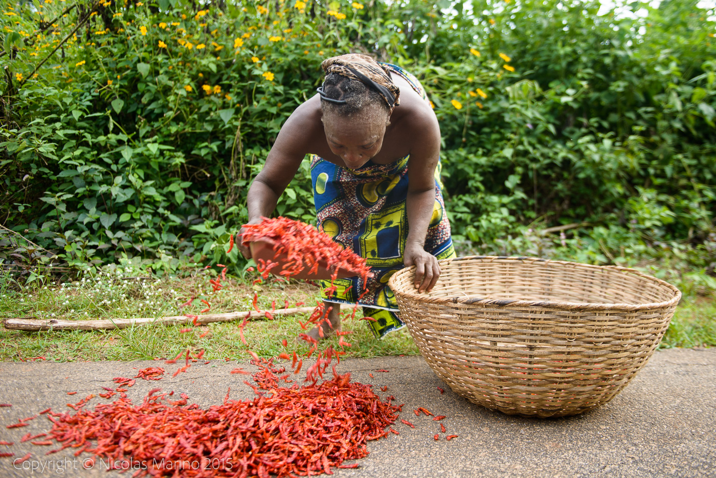 Drying and collecting red peppers. Nigerian countryside