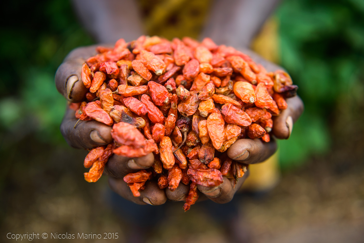 Drying and collecting red peppers. Nigerian countryside