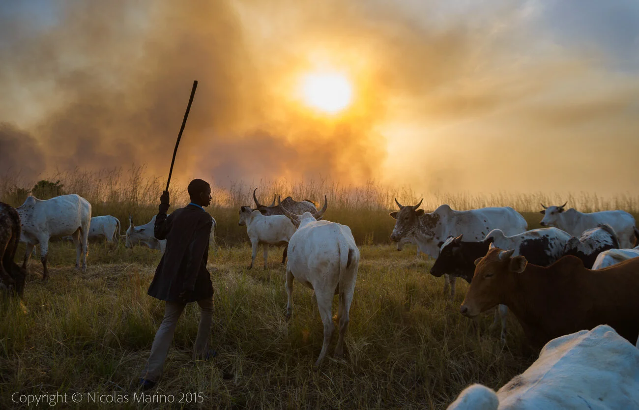  Shepherds of northern Ghana, herding their cattle during a fire. Ghana 