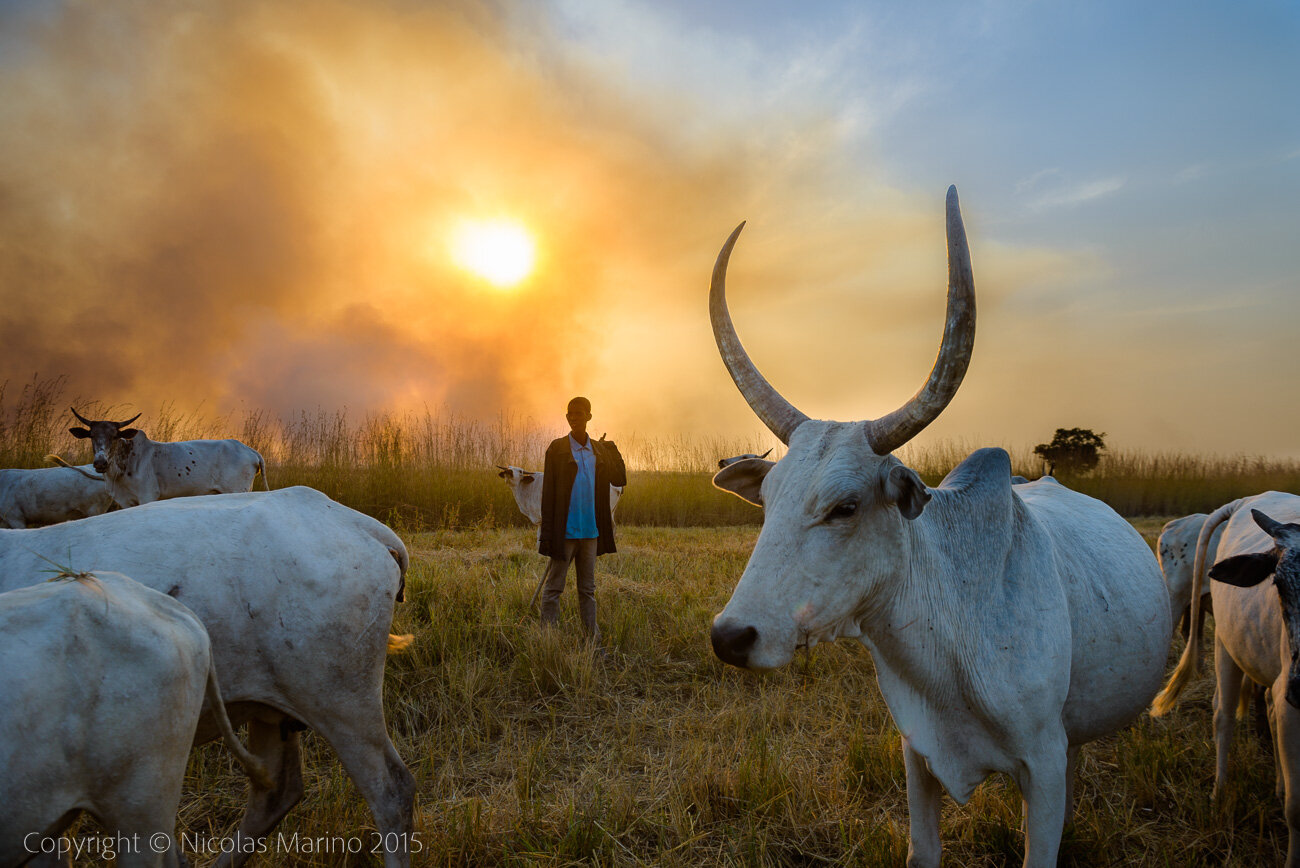 Shepherds of northern Ghana, herding their cattle during a fire. Ghana 