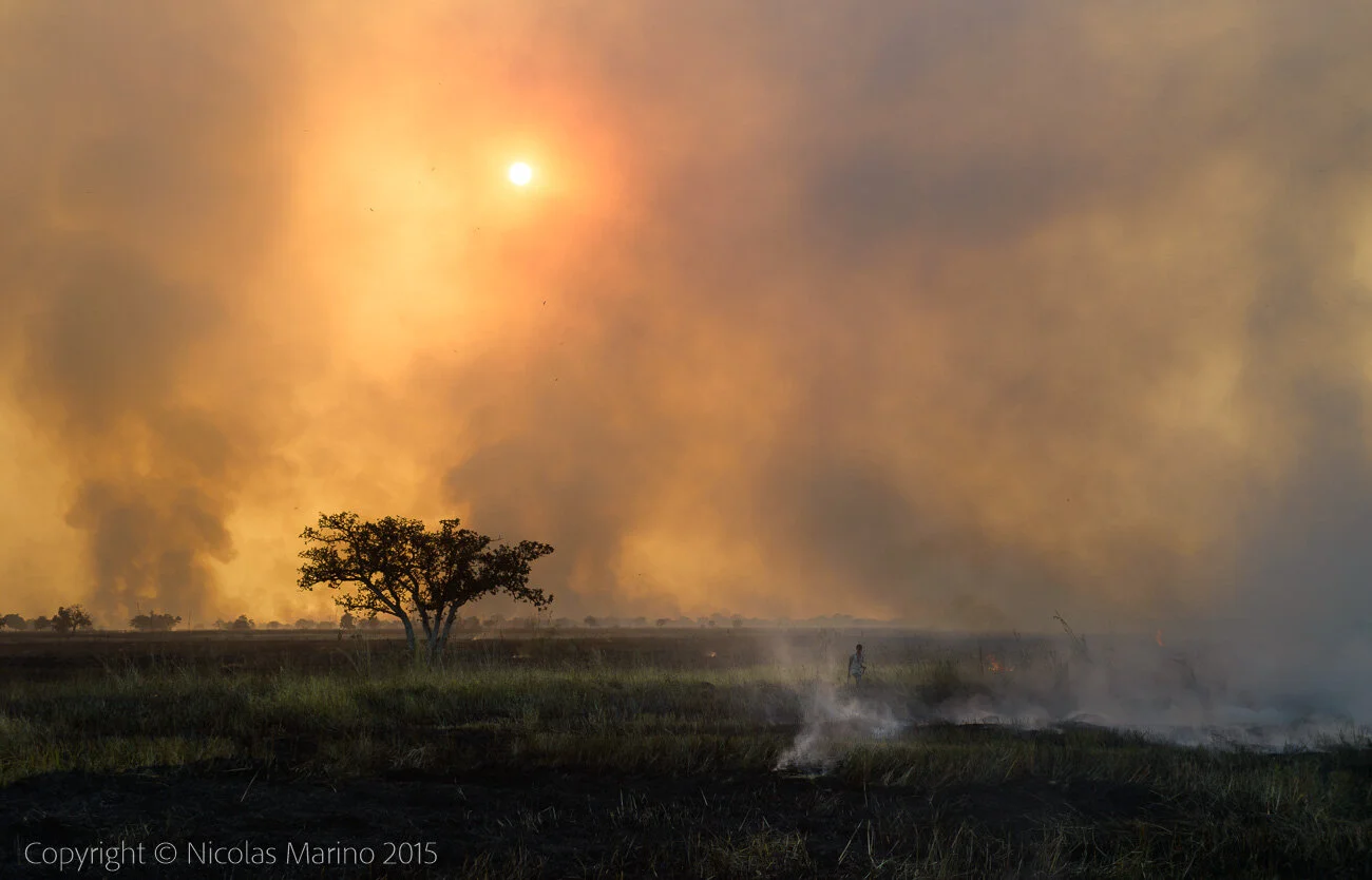  Kids hunting bush mice, during a fire. A source of protein in northern Ghana. 
