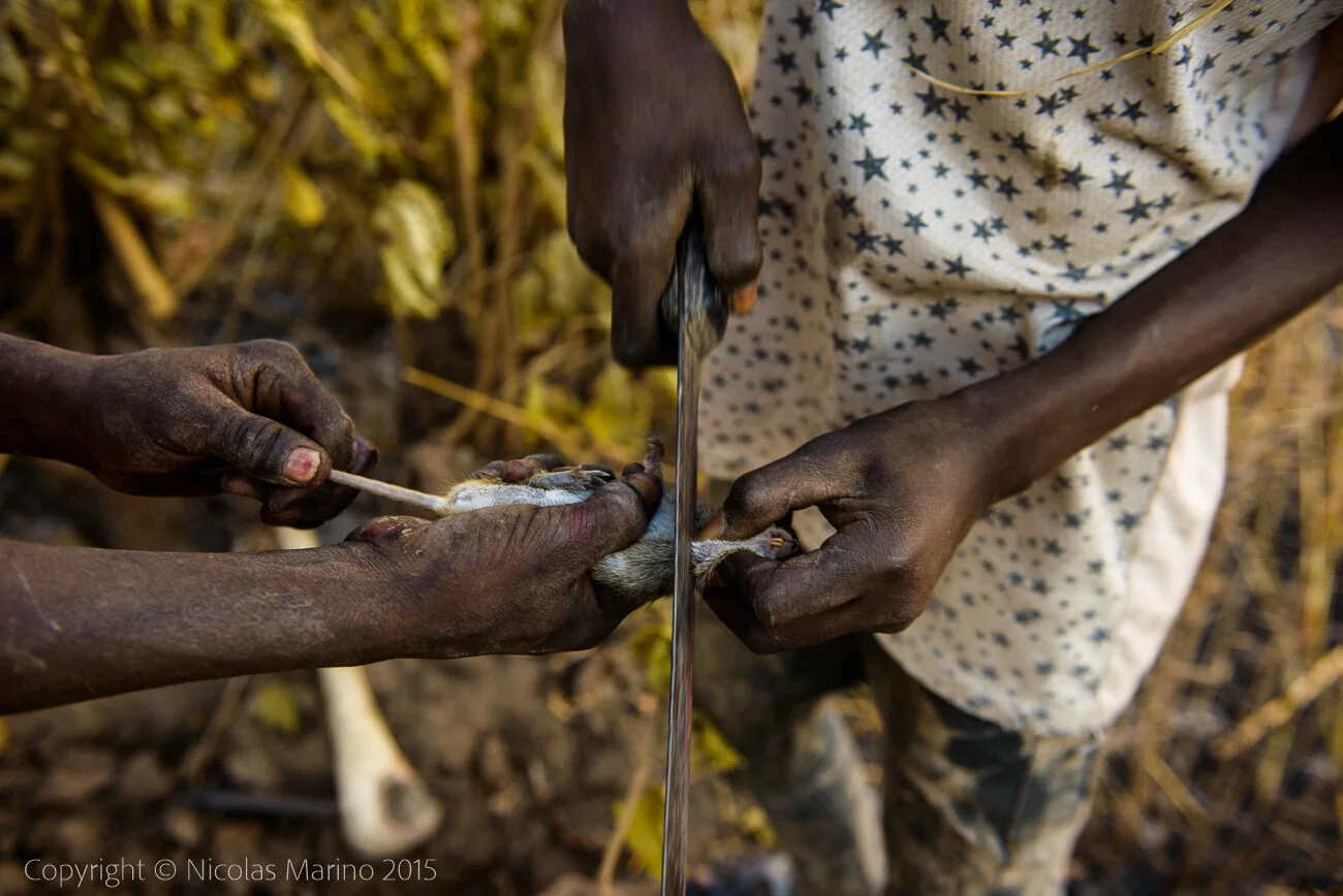  Kids hunting bush mice, during a fire. A source of protein in northern Ghana. 