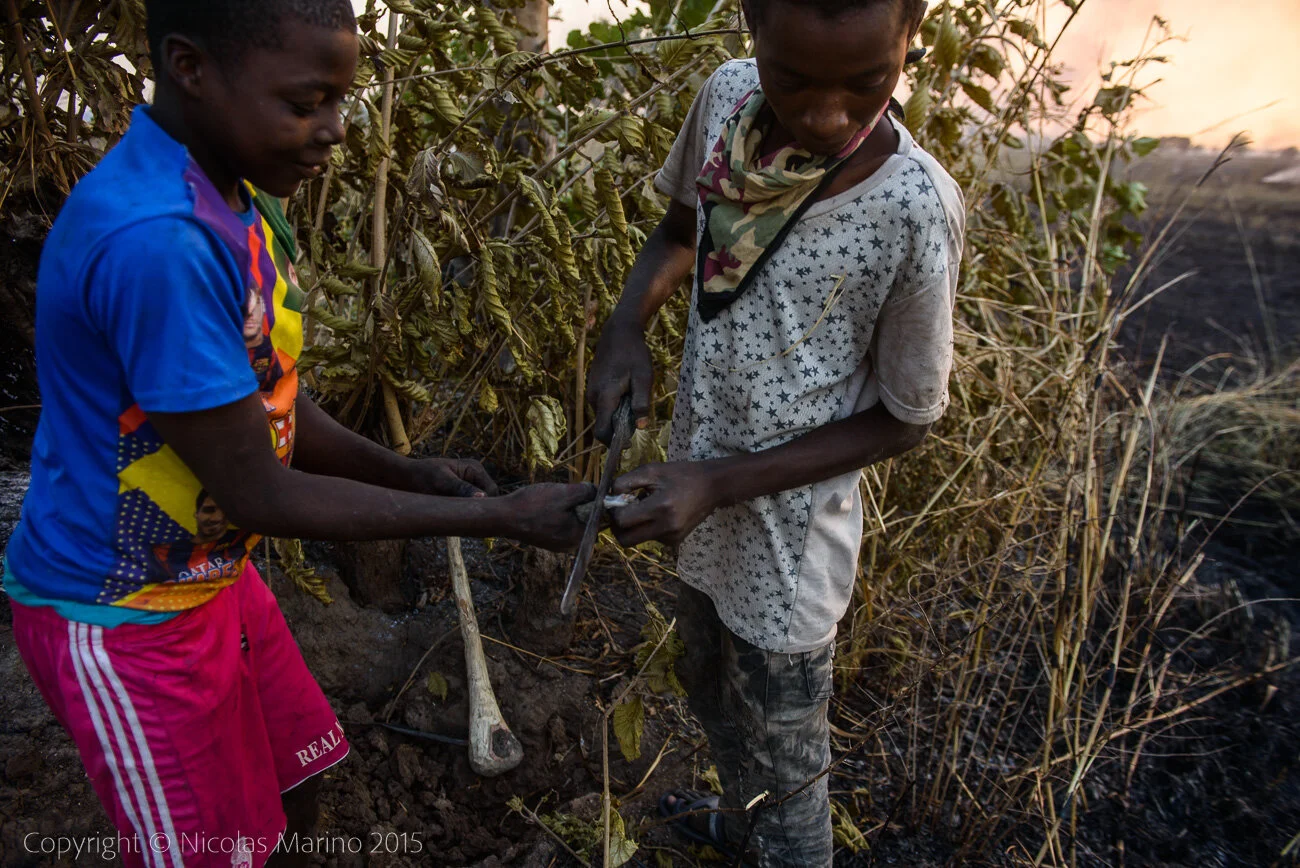  Kids hunting bush mice, during a fire. A source of protein in northern Ghana. 