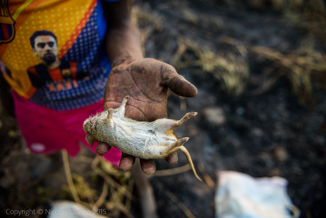  Kids hunting bush mice, during a fire. A source of protein in northern Ghana. 