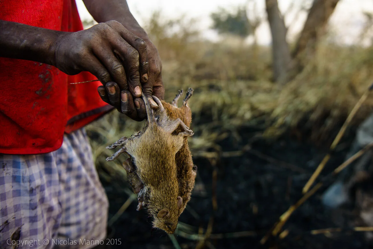  Kids hunting bush mice, during a fire. A source of protein in northern Ghana. 