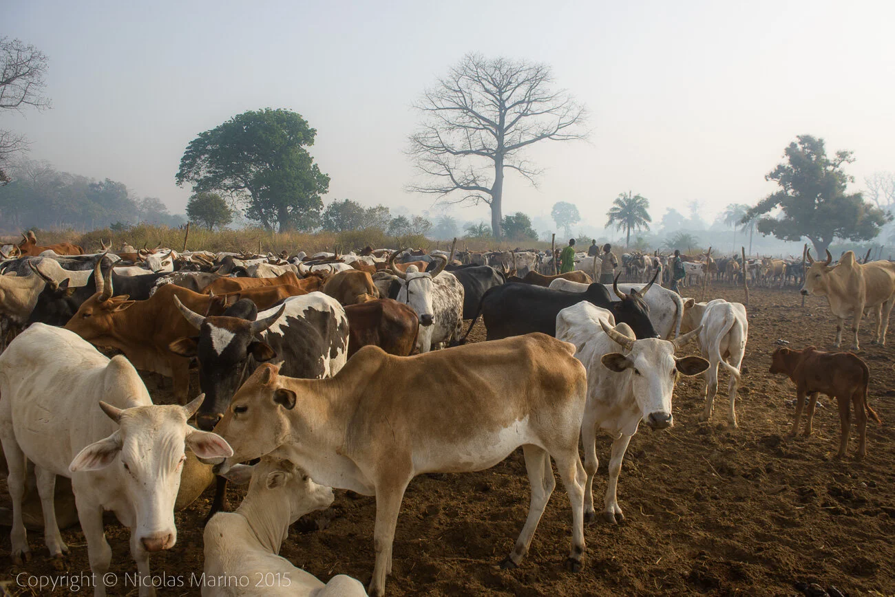 Cattle station in northern Cote D'Ivoire. (Ivory coast)