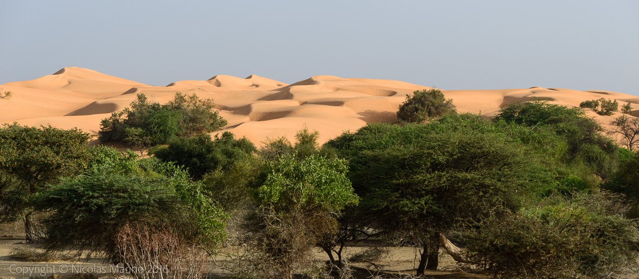  Sahara desert. Mauritania 