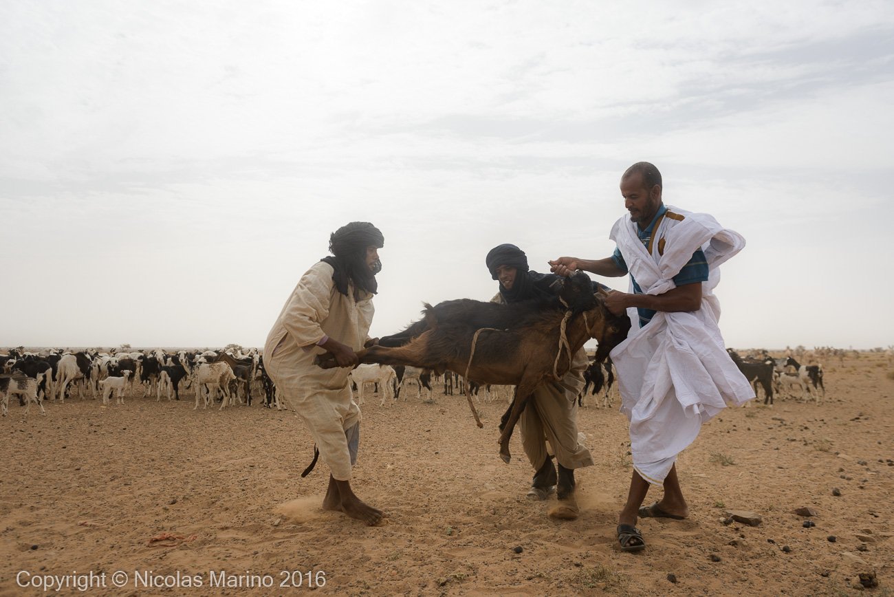  Goat herding nomads of the Adrar. Mauritania 