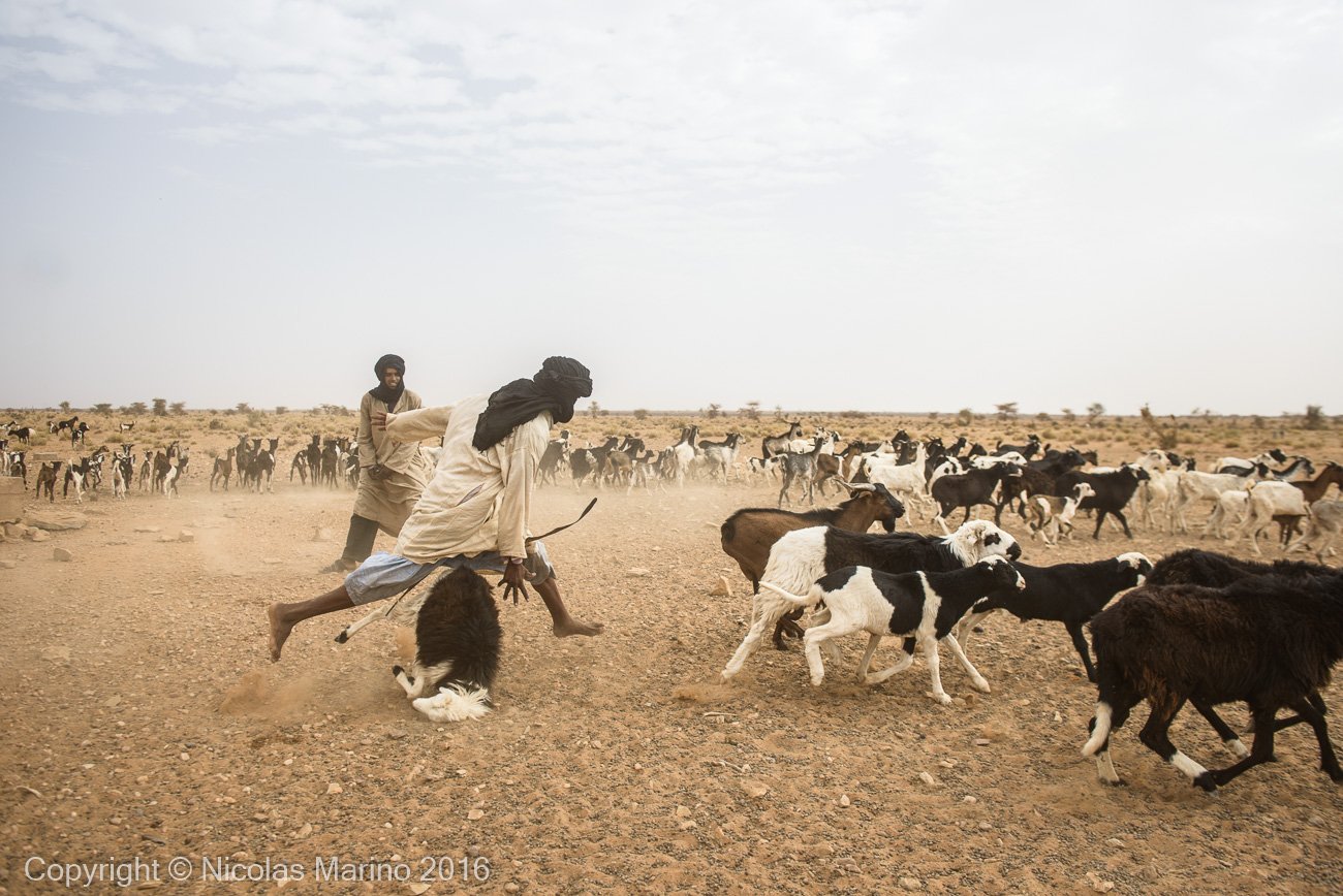  Goat herding nomads of the Adrar. Mauritania 