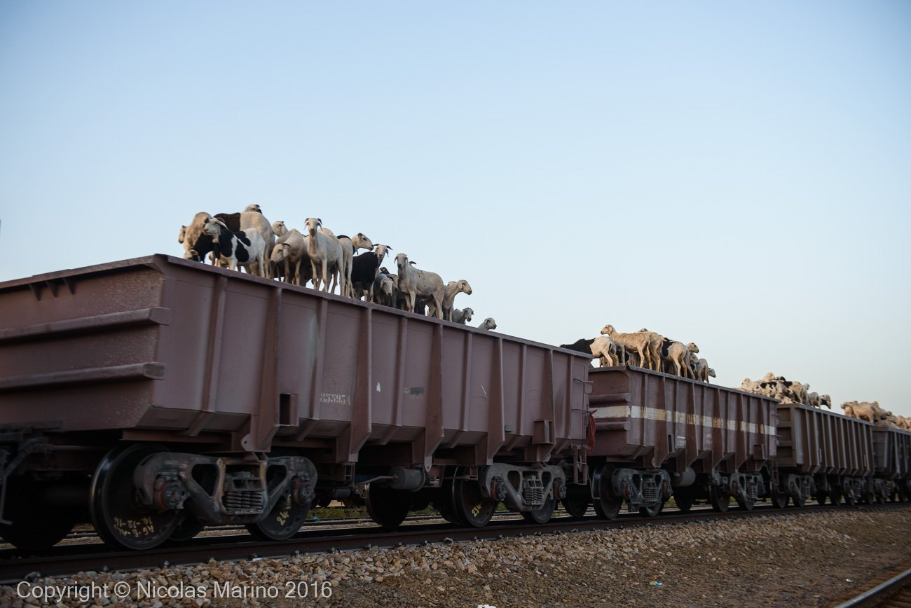  The longest train in the world running from Zerouat to Nouadibhu. Mauritania. 