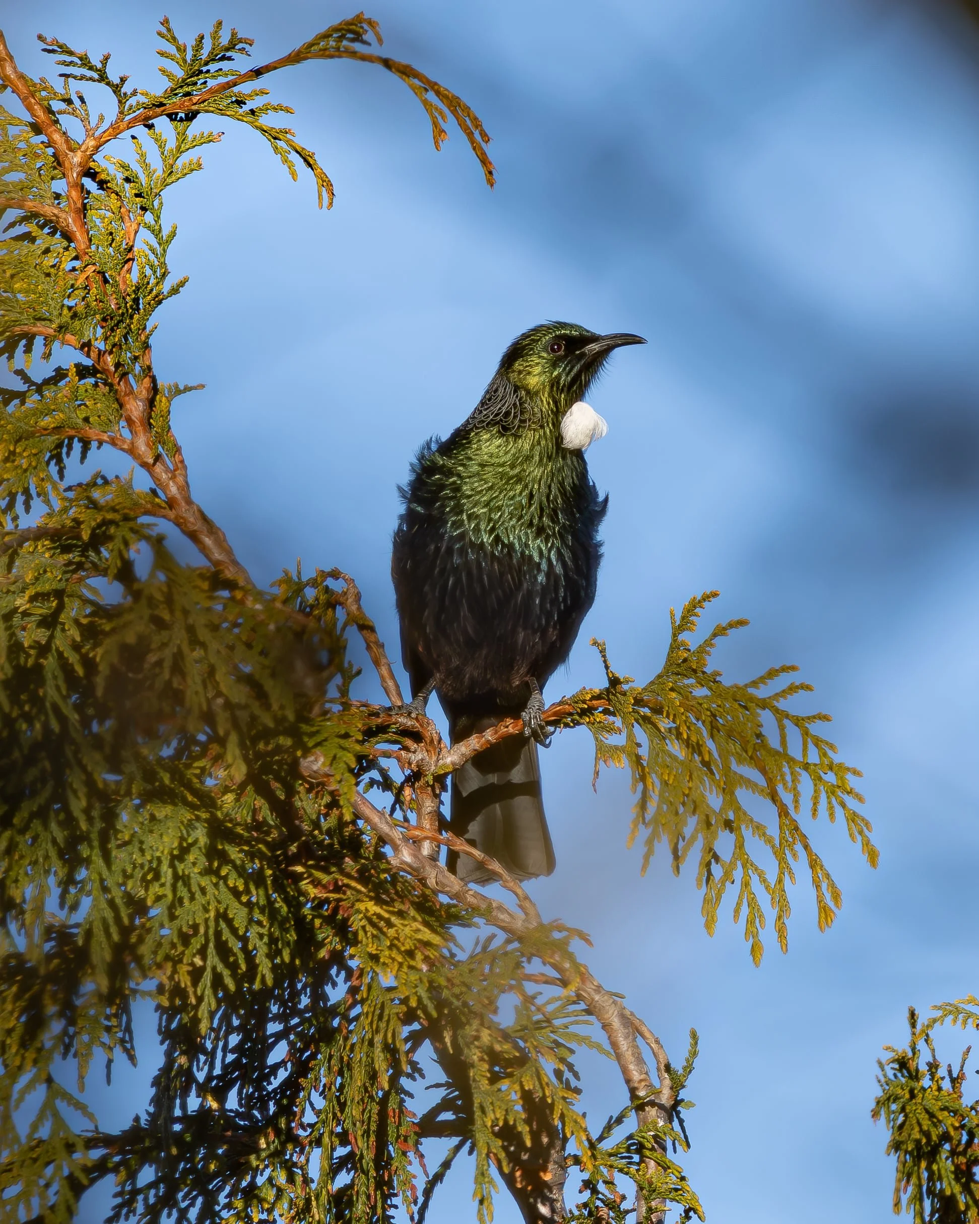 A tūī bird perched on a branch in a native New Zealand forest.