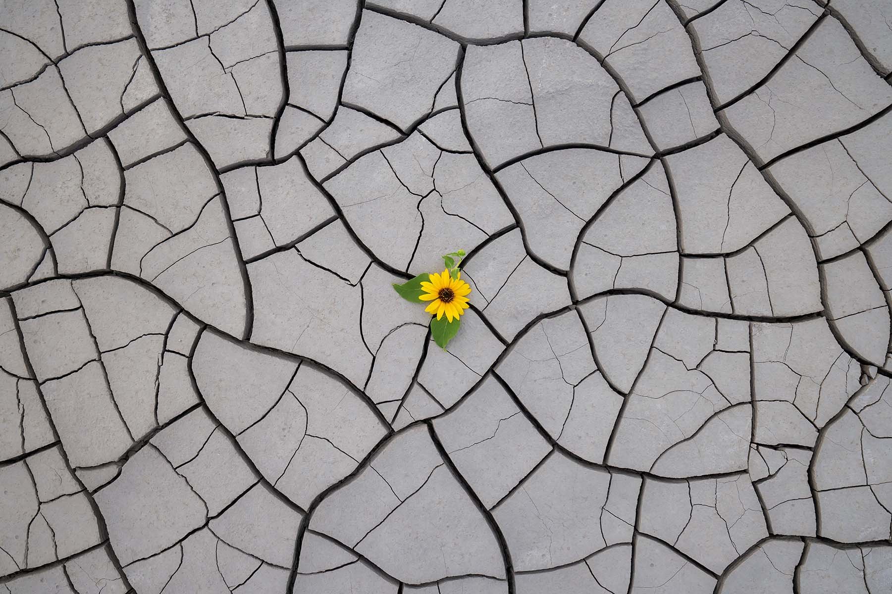 Yellow flower emerging from cracked, dry mud tiles