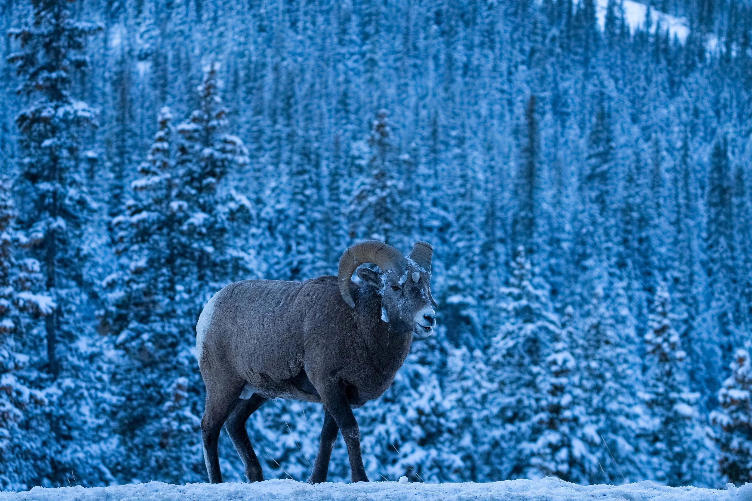 Leader (2025) - Jasper, Alberta, Canada

 Buy Print 