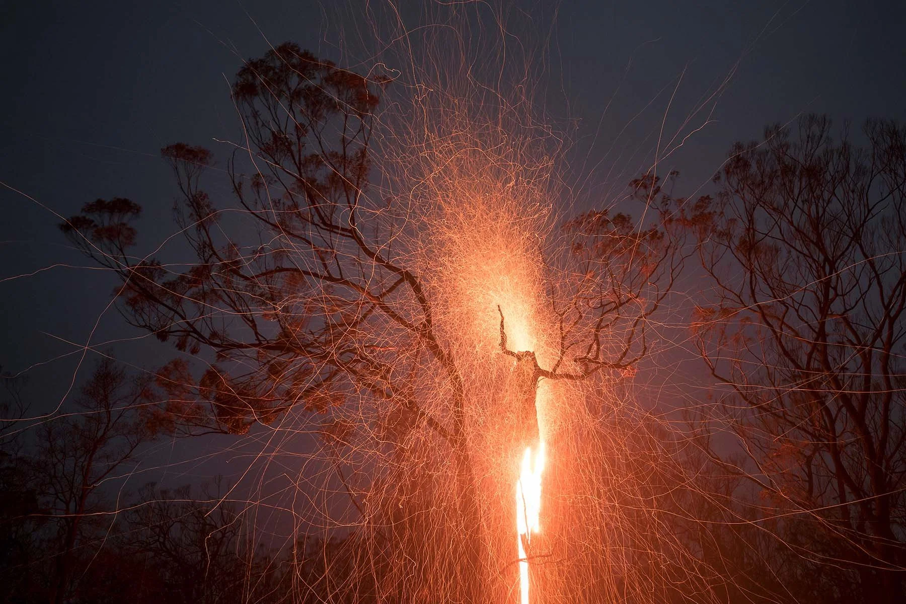 Embers flying from a burning tree with flames and smoke rising into the air