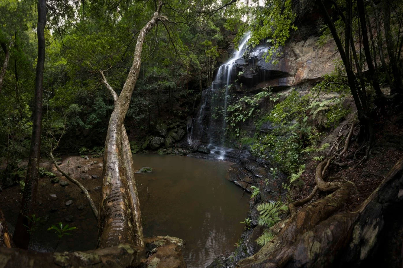 Tree branch extending toward a waterfall surrounded by forest