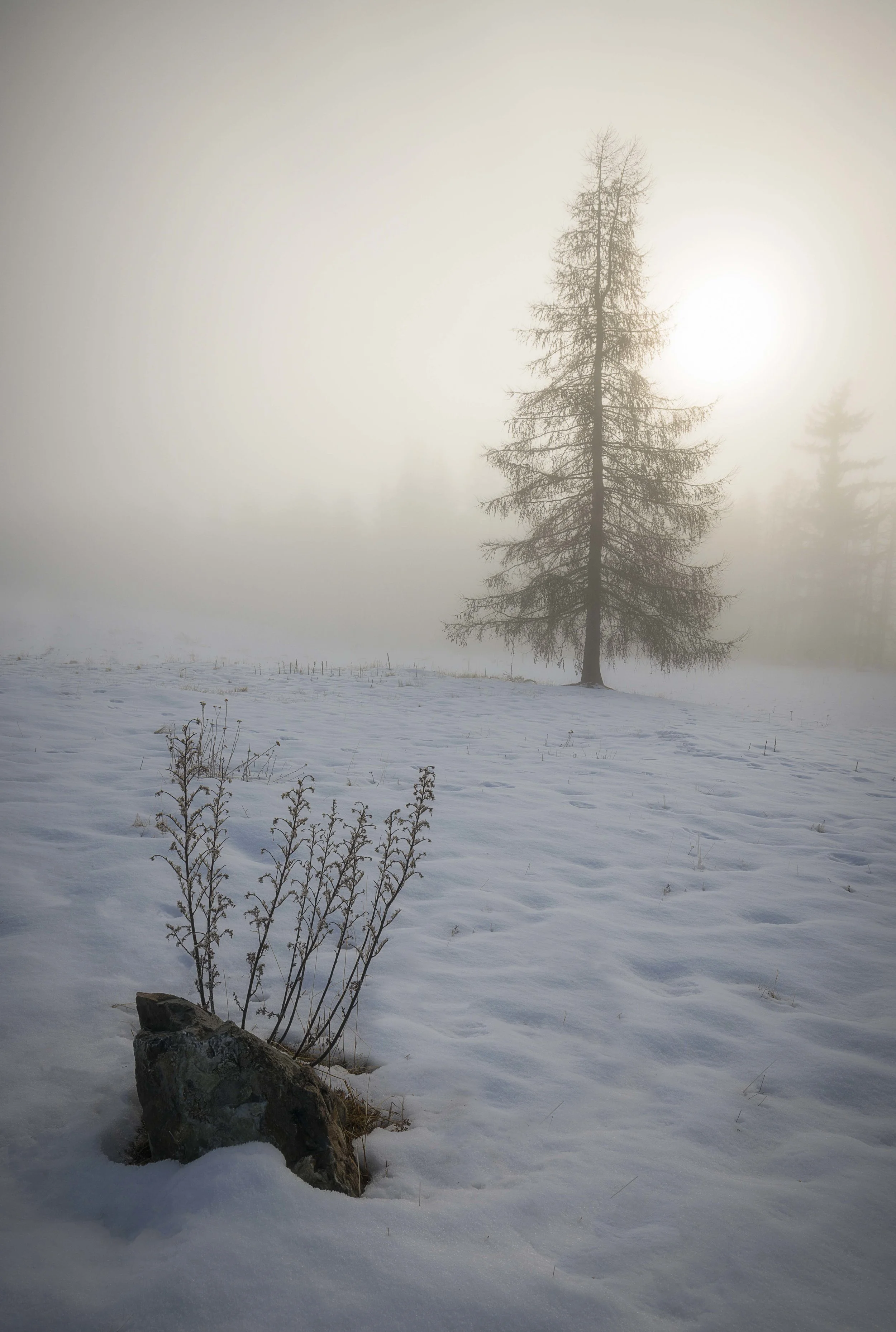 Single tree in a snowy field with frost covering the ground and branches