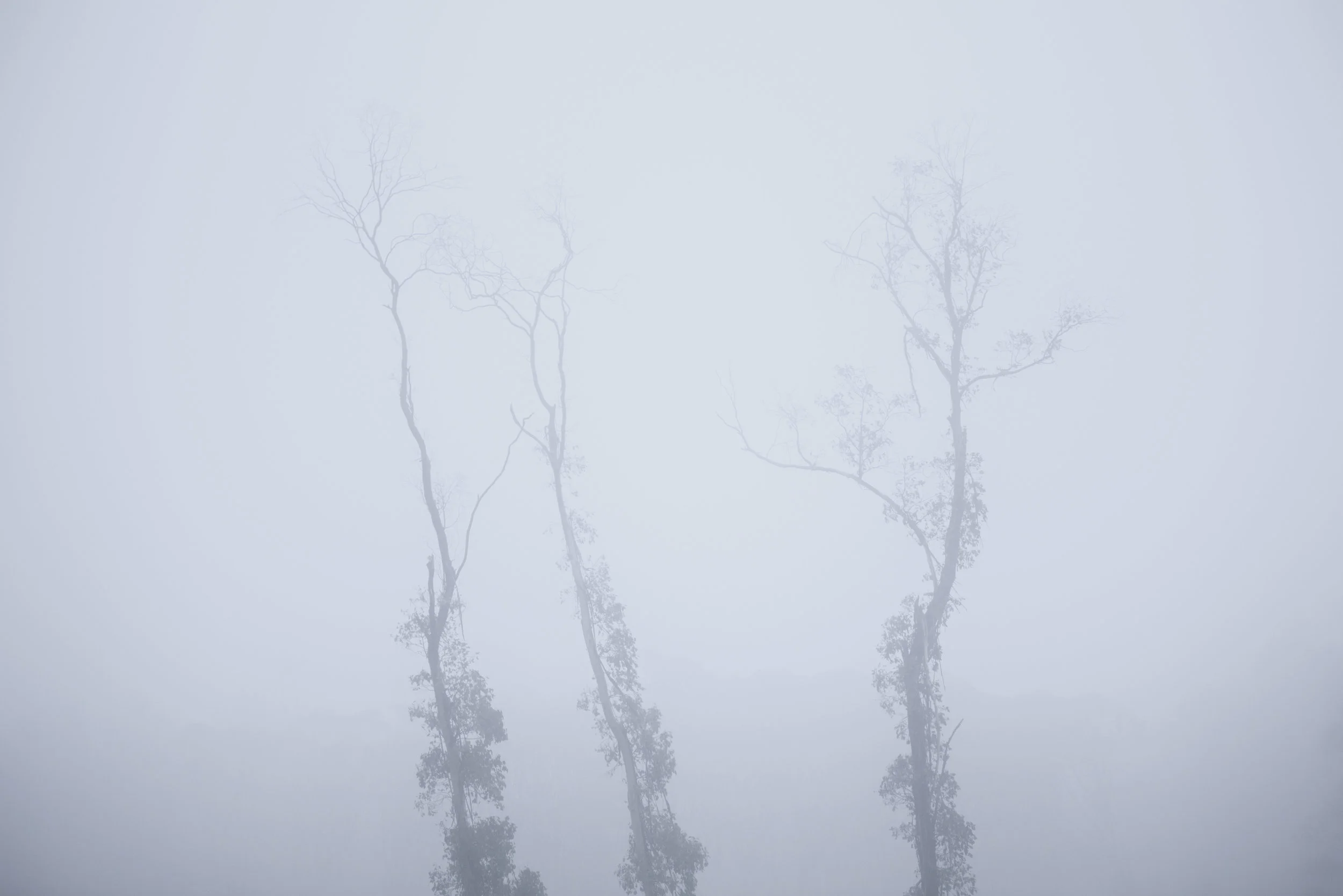 Tree branches partially obscured by dense fog
