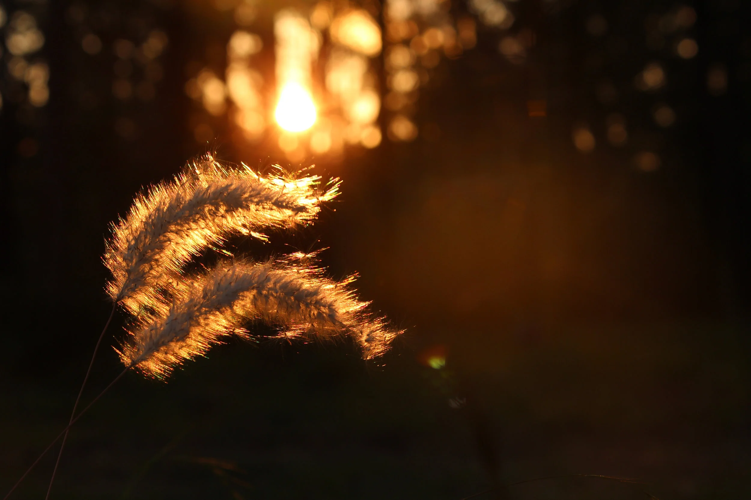 Fluffy flowers glowing in warm sunlight with soft petals and vibrant texture