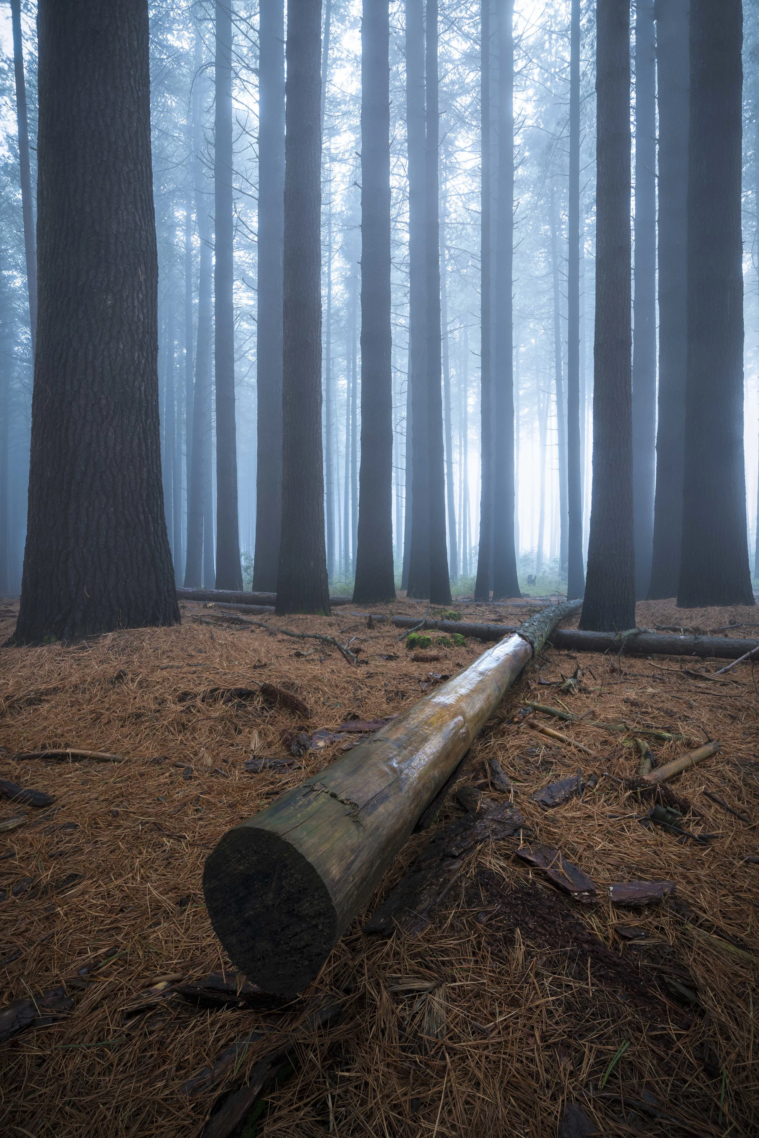 Dense forest shrouded in thick fog with limited visibility