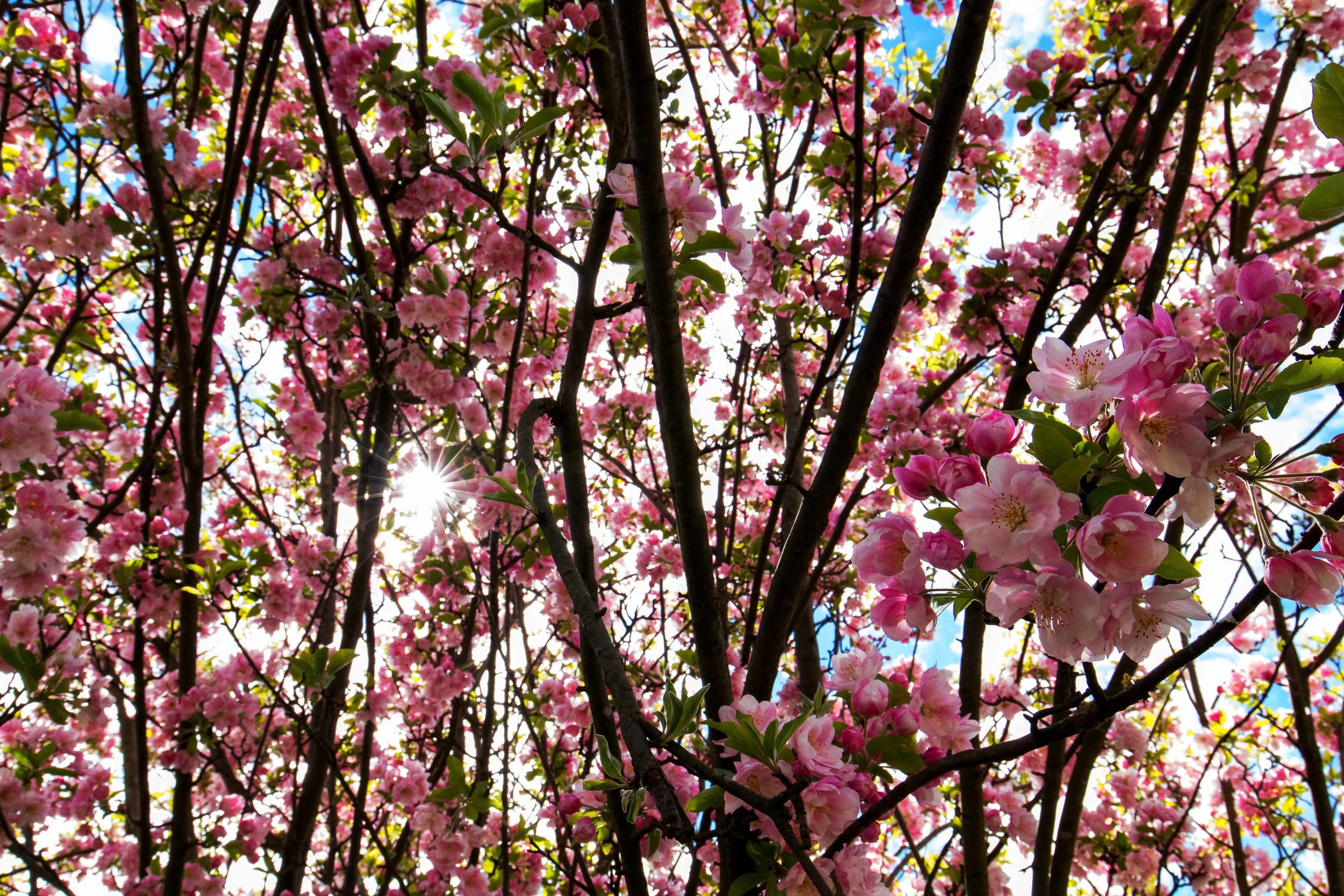 Pink flowers in close-up detail, glowing in the warm light