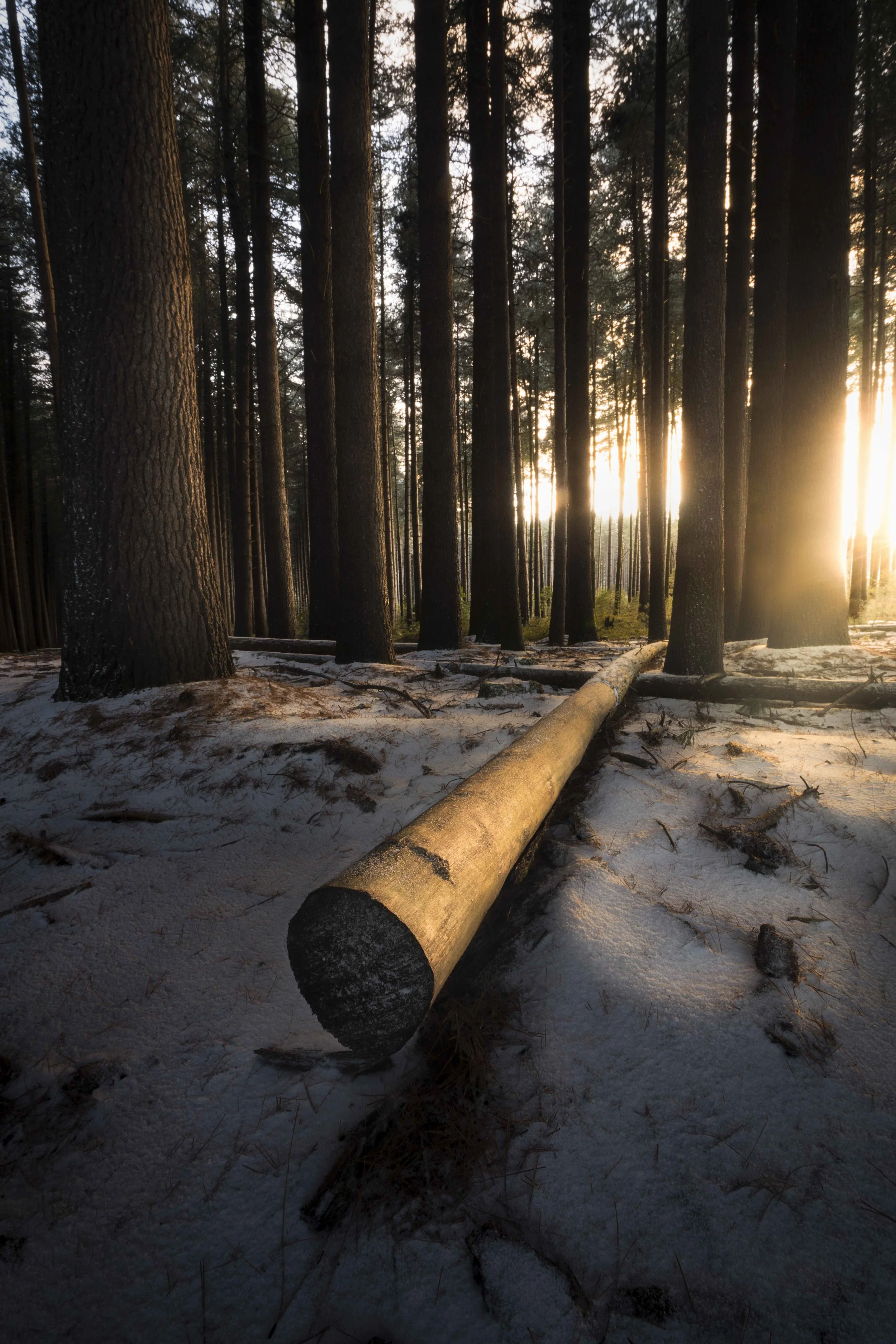 Winter forest blanketed in snow with morning sunlight filtering through the trees