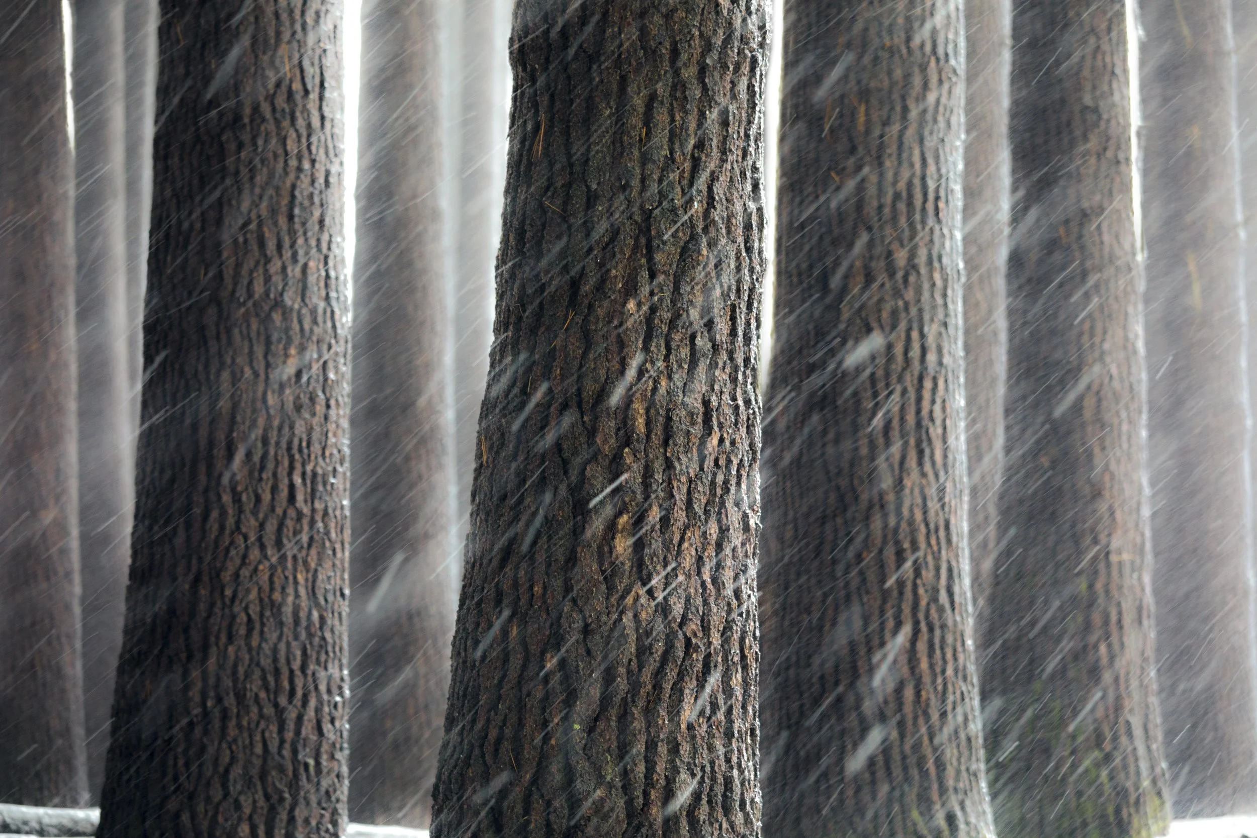 Pine trees covered in snow with snowflakes falling through the forest