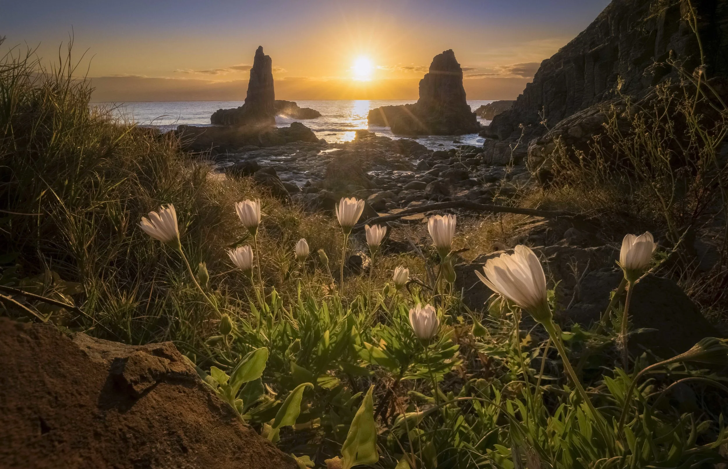 Sunrise at Cathedral Rocks with flowers in the foreground, Kiama, New South Wales