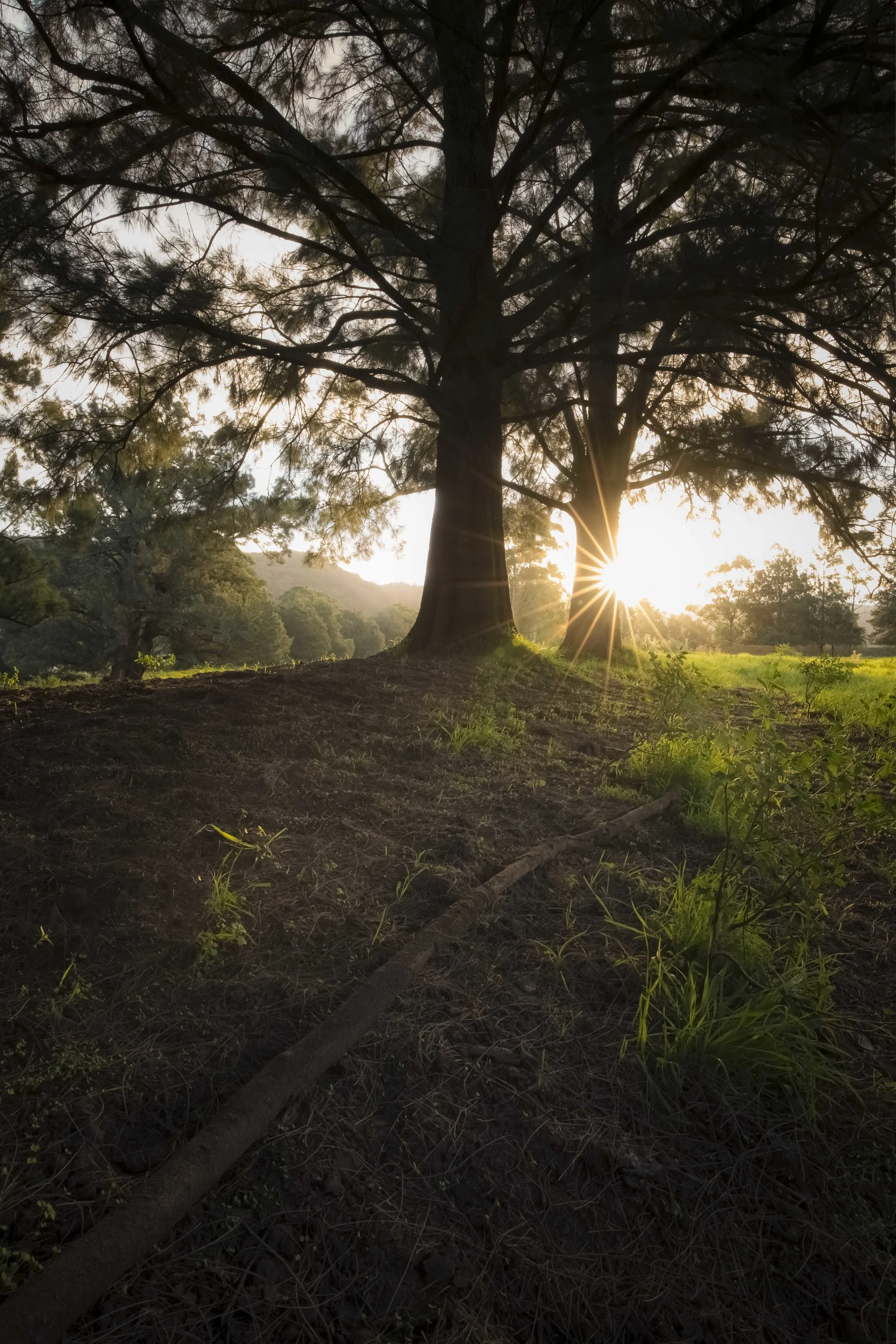 Sunset in a forest with sun rays forming a sunstar through the tree branches