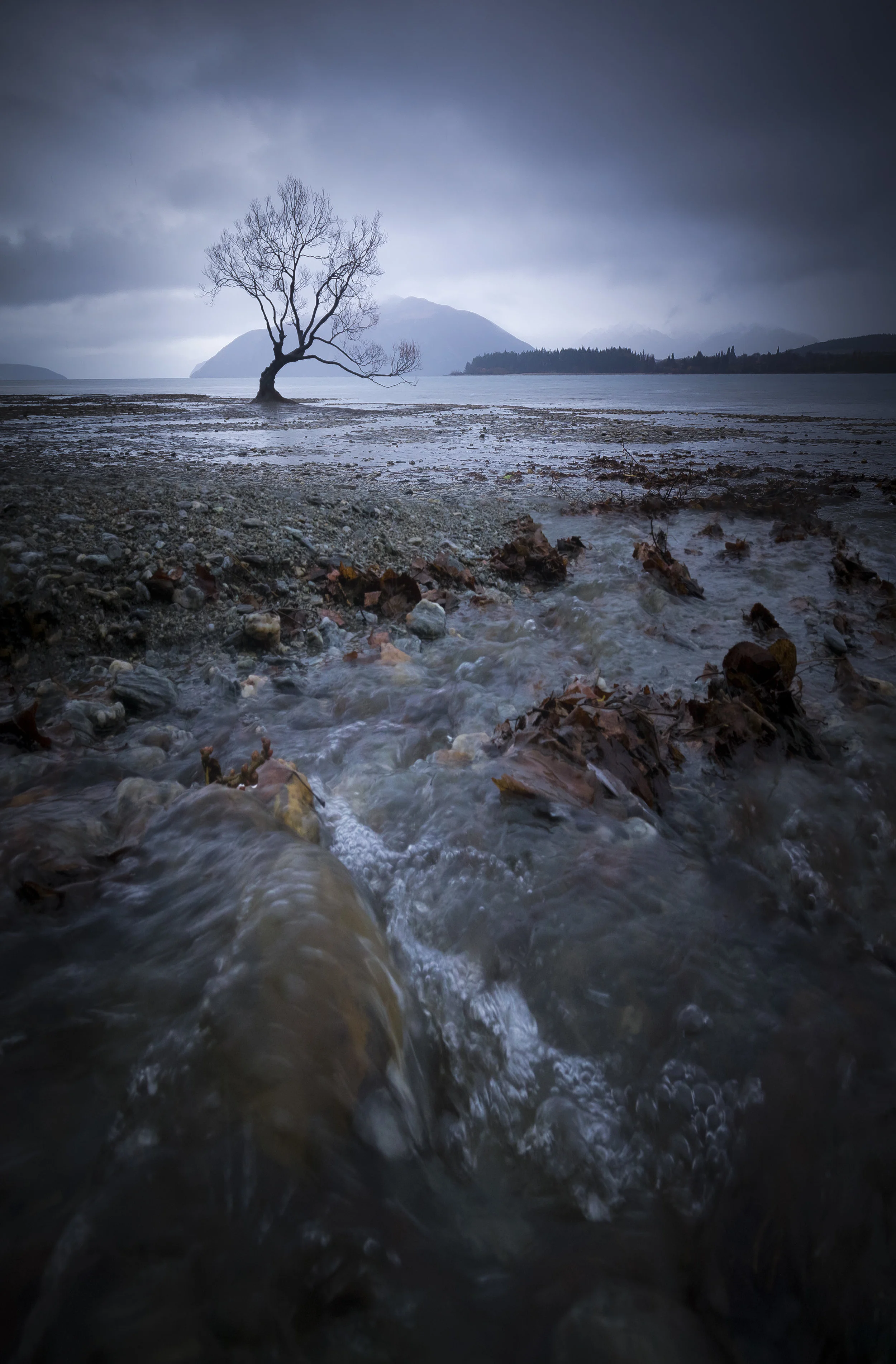 Wanaka tree in the rain