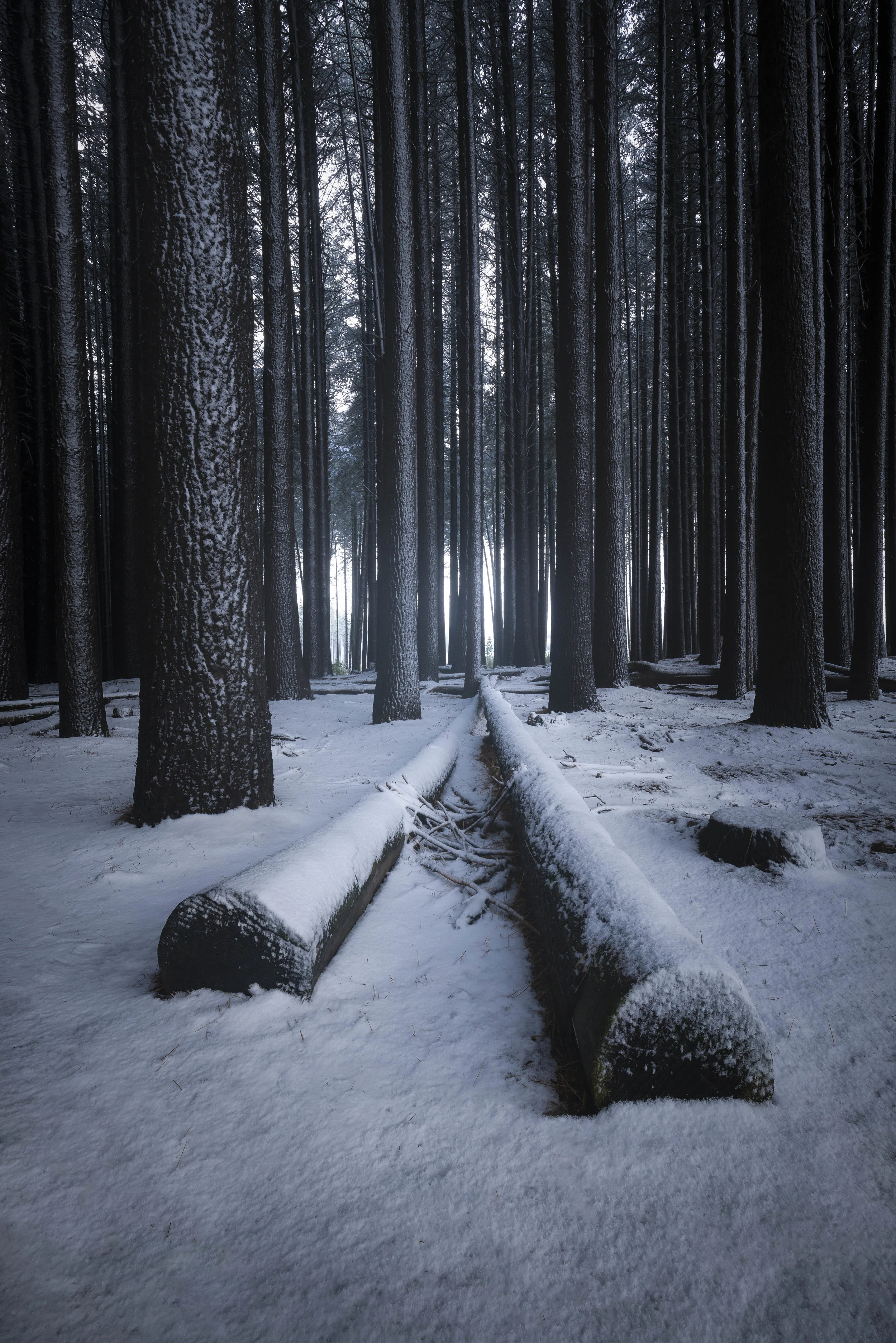 Snow-covered forest with frosted trees creating a winter wonderland scene