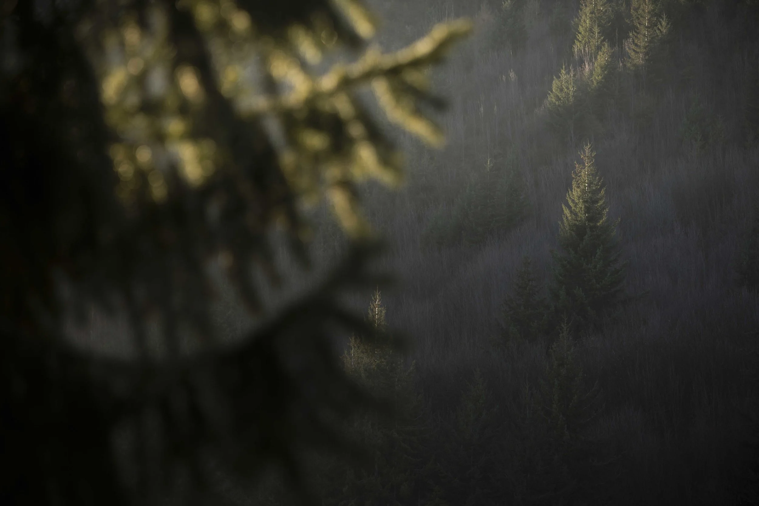 Sunset over pine trees in Arrowtown, New Zealand, with warm golden light and long shadows