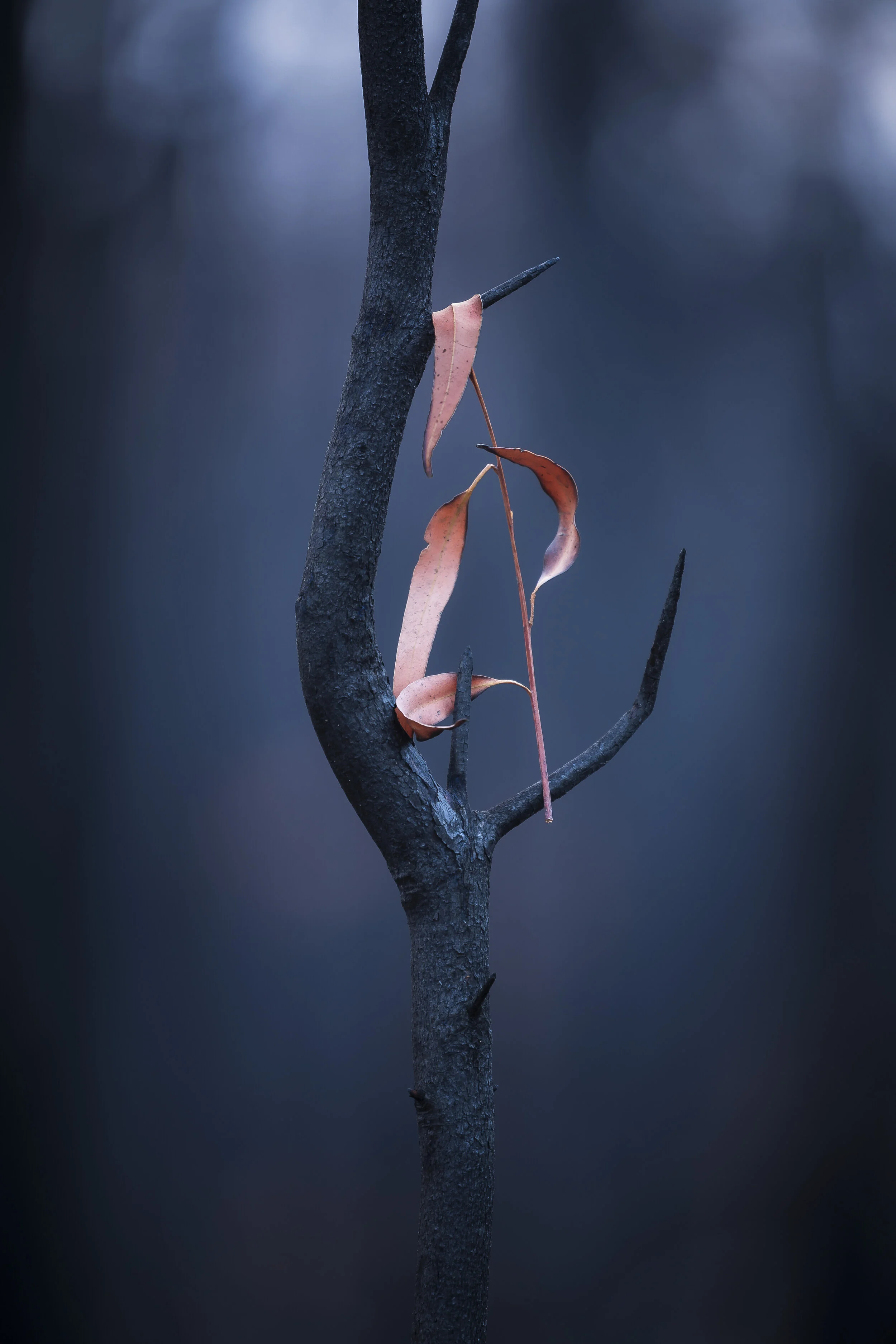 Dead leaves clinging to a burnt branch