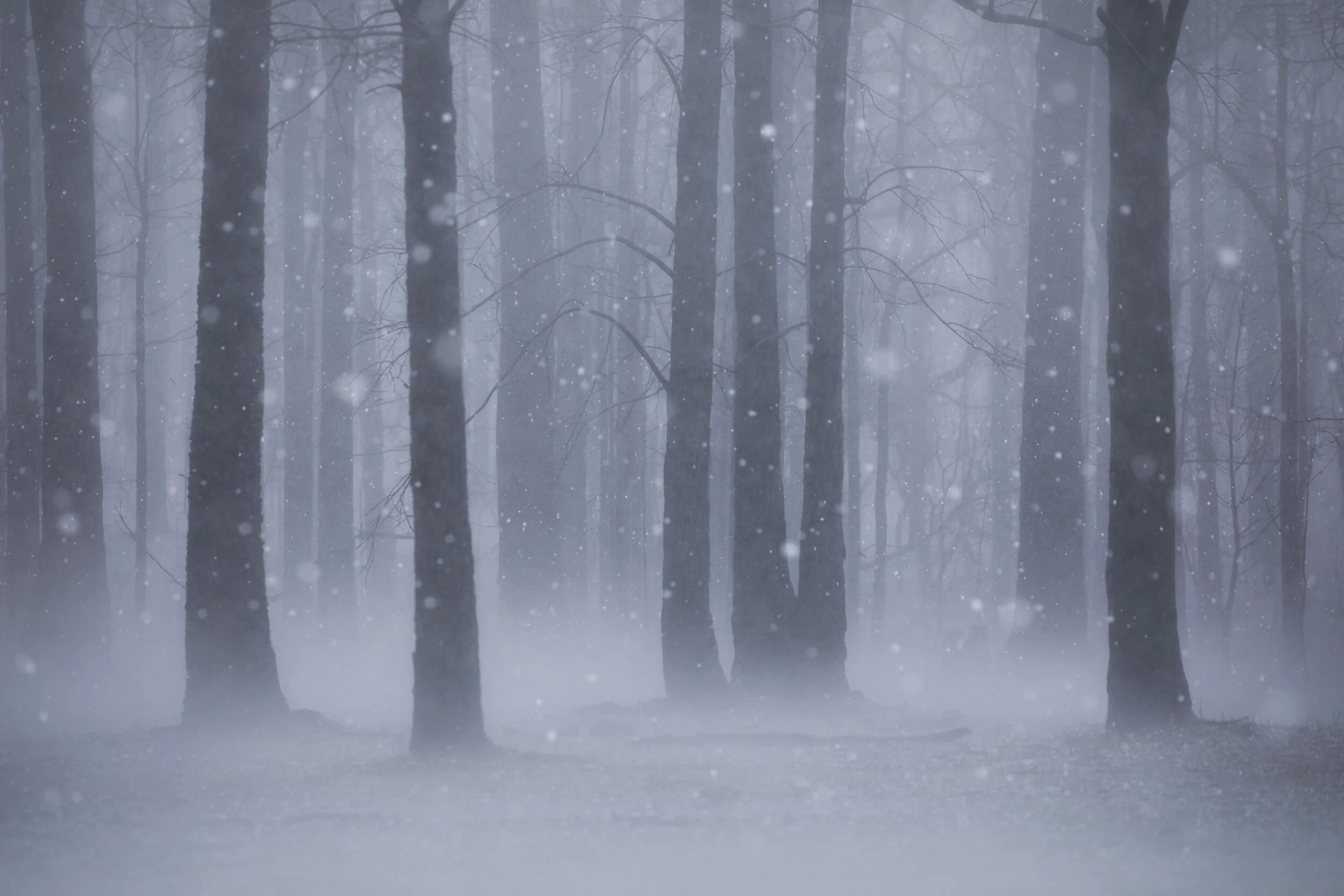 Hailstones falling over a burnt bushland with charred trees and scorched ground