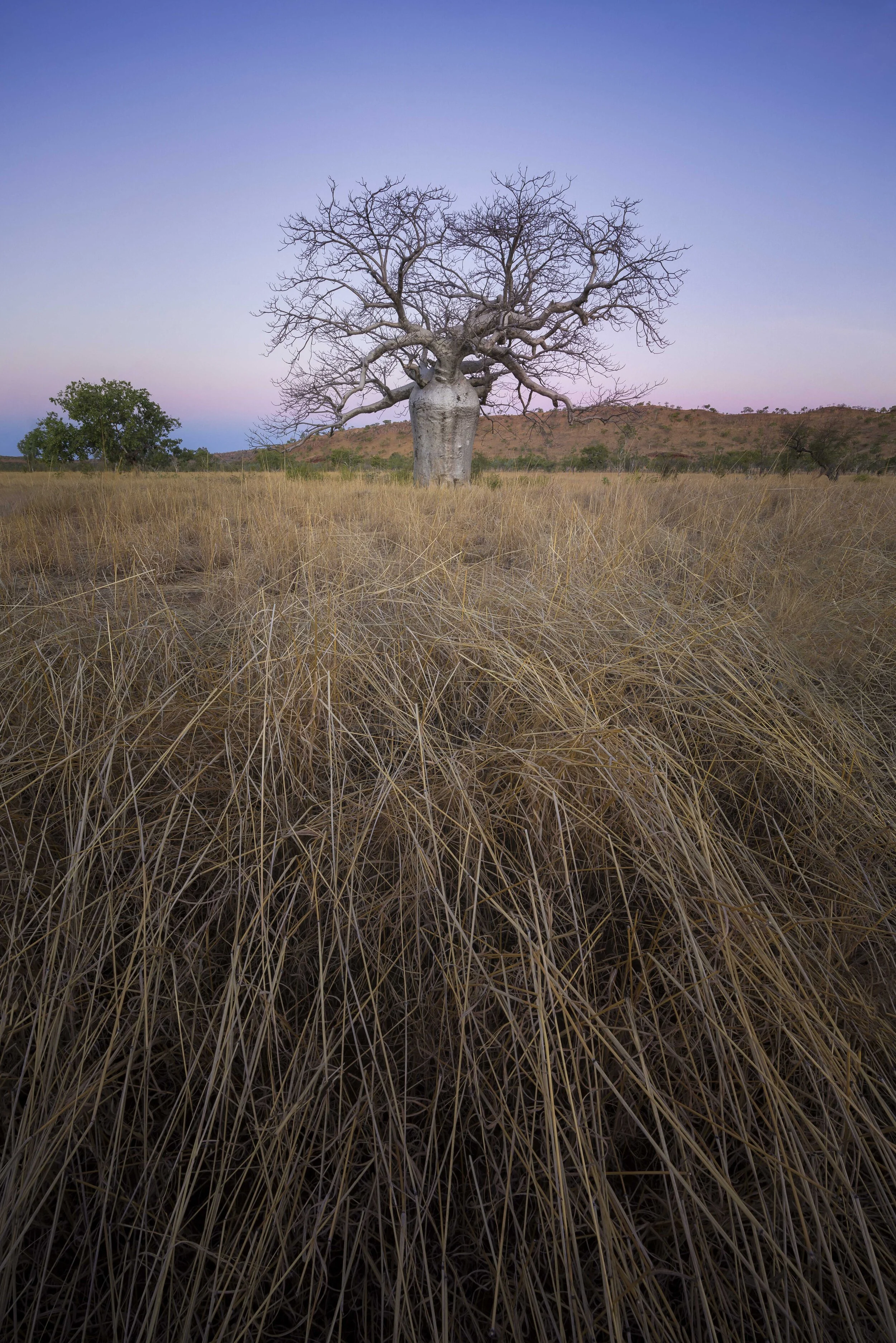 oab tree at sunset with soft pastel colours across the evening sky in the Australian outback
