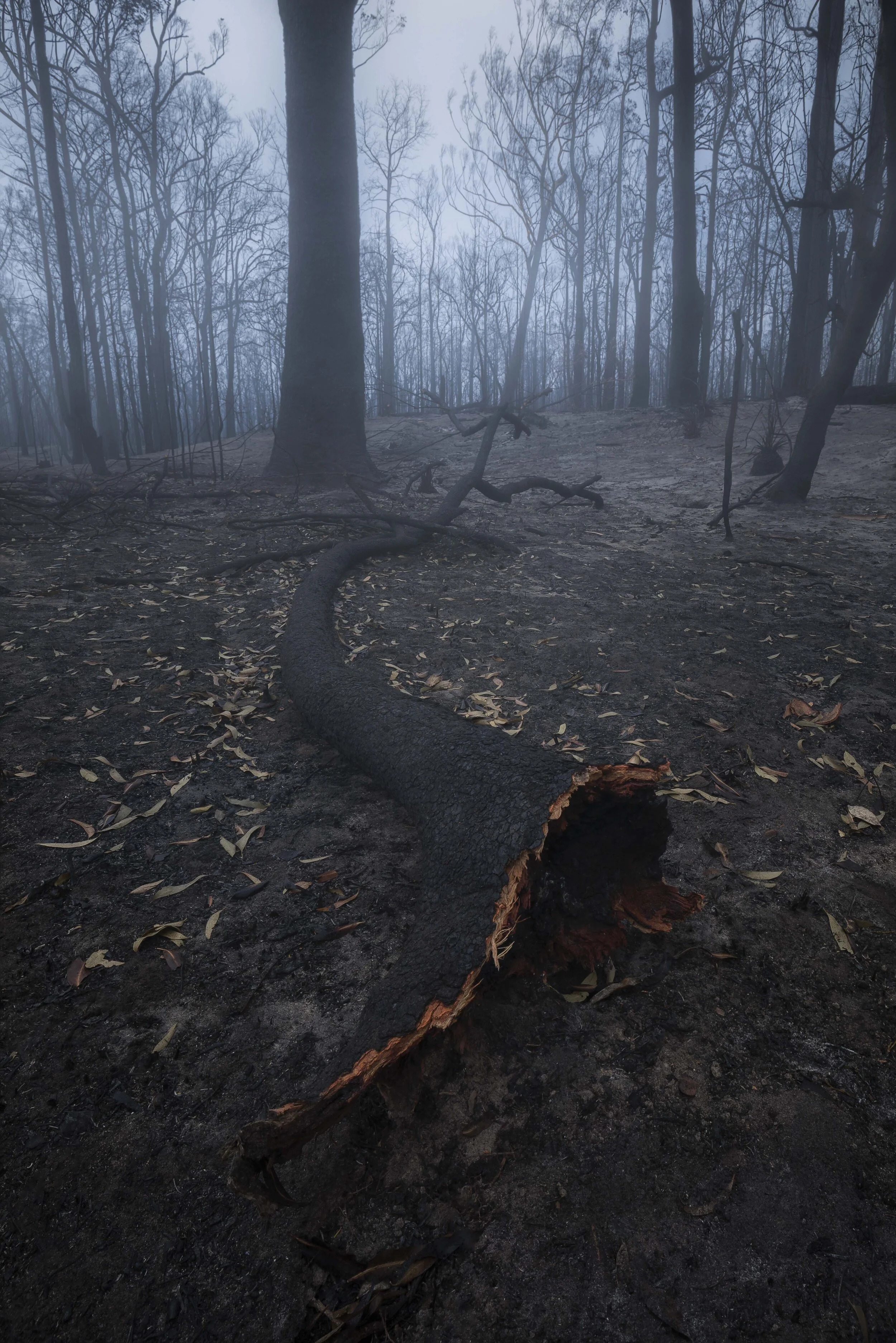 ushfire aftermath with blackened trees, scorched earth, and signs of environmental damage